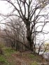 Очень старое дерево на реке Темерник, в районе санатория Ростовского